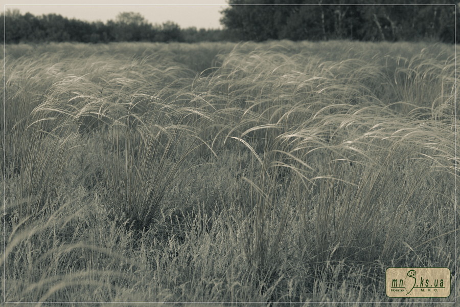 Ковила дніпровська (Stipa borysthenica) Ковила дніпровська (Stipa borysthenica)