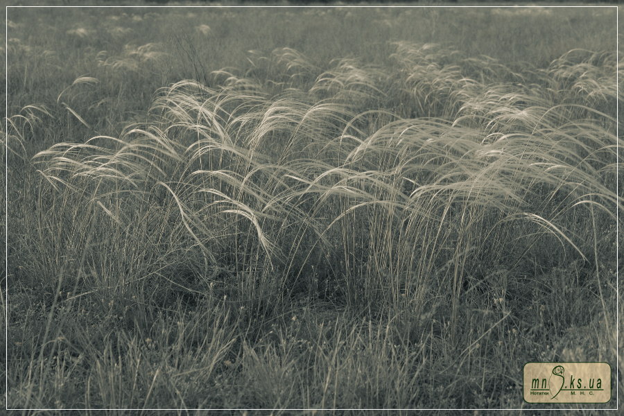 Ковила дніпровська (Stipa borysthenica) Ковила дніпровська (Stipa borysthenica)