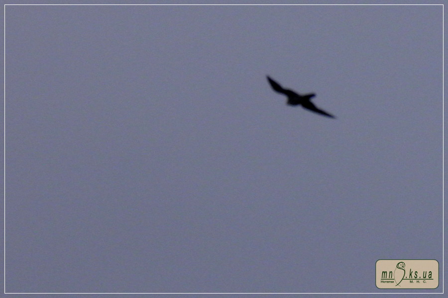 Сапсан (Falco peregrinus) Сапсан (Falco peregrinus)