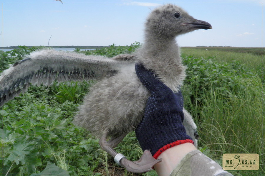Кільцювання мартина жовтоногого (Larus cachinnans) в Чорноморському біосферному заповіднику Кільцювання мартина жовтоногого (Larus cachinnans) в Чорноморському біосферному заповіднику