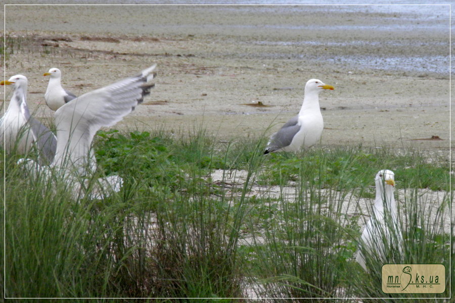 Кільцювання мартина жовтоногого (Larus cachinnans) в Чорноморському біосферному заповіднику Кільцювання мартина жовтоногого (Larus cachinnans) в Чорноморському біосферному заповіднику