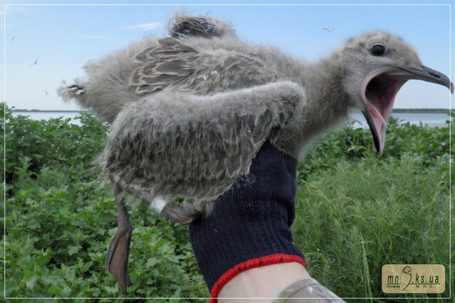 Кільцювання мартина жовтоногого (Larus cachinnans) в Чорноморському біосферному заповіднику Кільцювання мартина жовтоногого (Larus cachinnans) в Чорноморському біосферному заповіднику