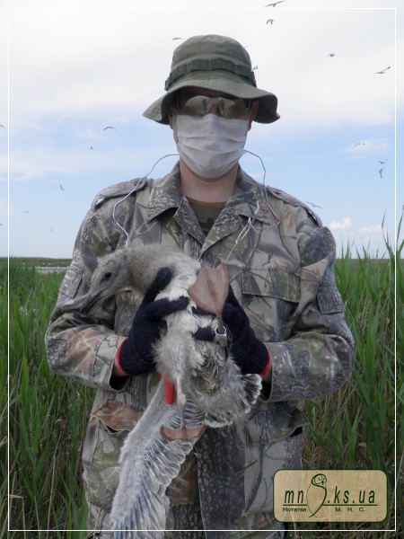 Кільцювання мартина жовтоногого (Larus cachinnans) в Чорноморському біосферному заповіднику Кільцювання мартина жовтоногого (Larus cachinnans) в Чорноморському біосферному заповіднику