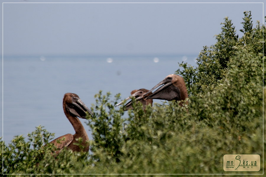 Пташенята рожевого пелікана (Pelecanus onocrotalus) Пташенята рожевого пелікана (Pelecanus onocrotalus)