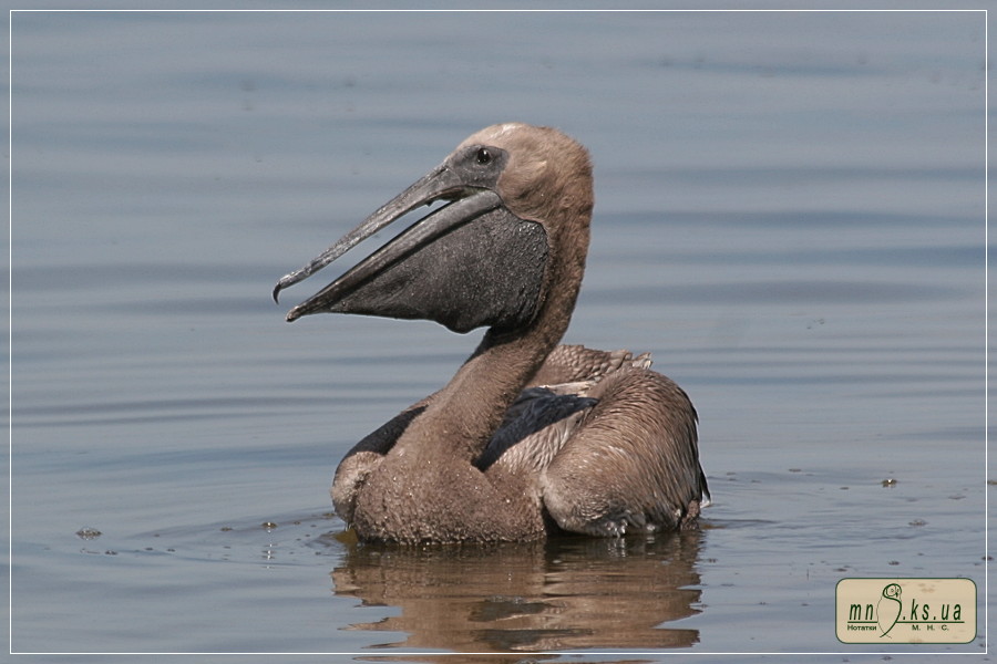 Пташенята рожевого пелікана (Pelecanus onocrotalus) Пташенята рожевого пелікана (Pelecanus onocrotalus)