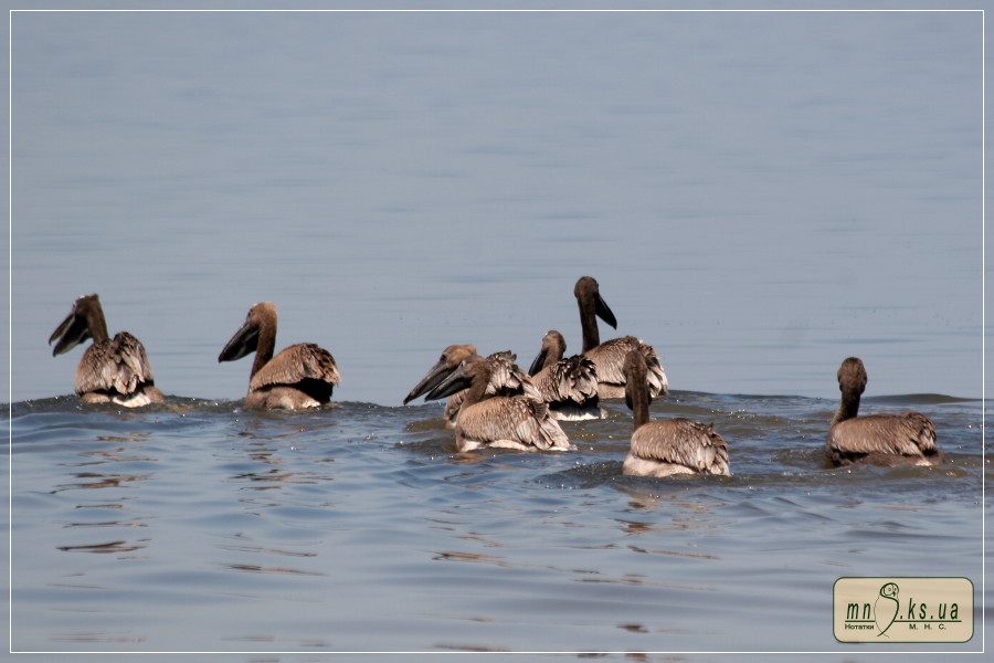 Пташенята рожевого пелікана (Pelecanus onocrotalus) Пташенята рожевого пелікана (Pelecanus onocrotalus)