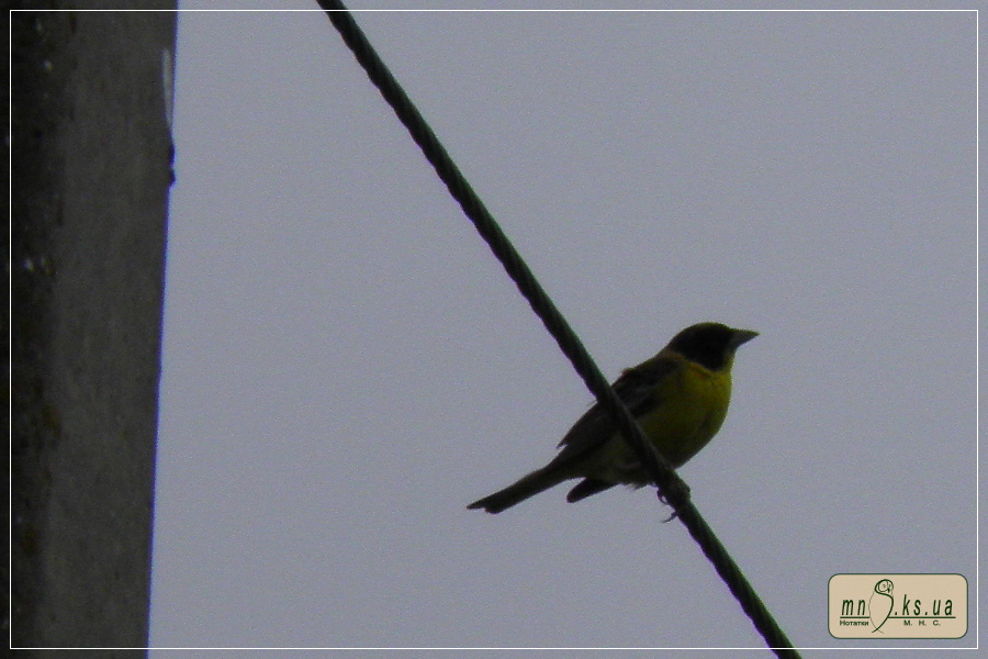 Вівсянка чорноголова Emberiza melanocephala в Чорноморському біосферному заповіднику Вівсянка чорноголова Emberiza melanocephala в Чорноморському біосферному заповіднику