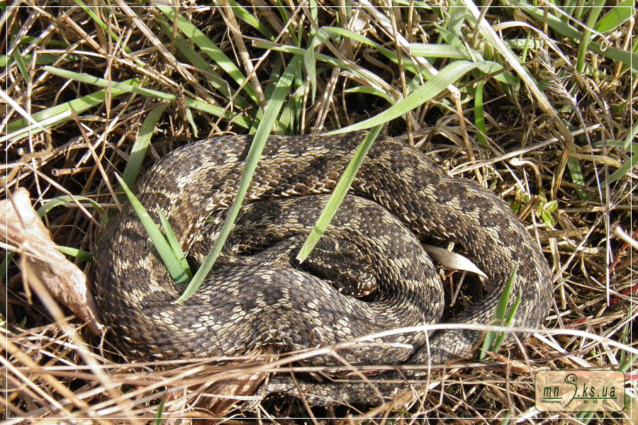 Гадюка степова Vipera renardi Гадюка степова Vipera renardi