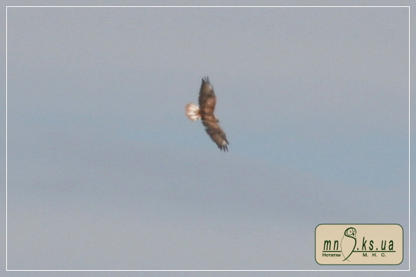 Канюк степовий Buteo rufinus у Чорноморському біосферному заповіднику Канюк степовий Buteo rufinus у Чорноморському біосферному заповіднику