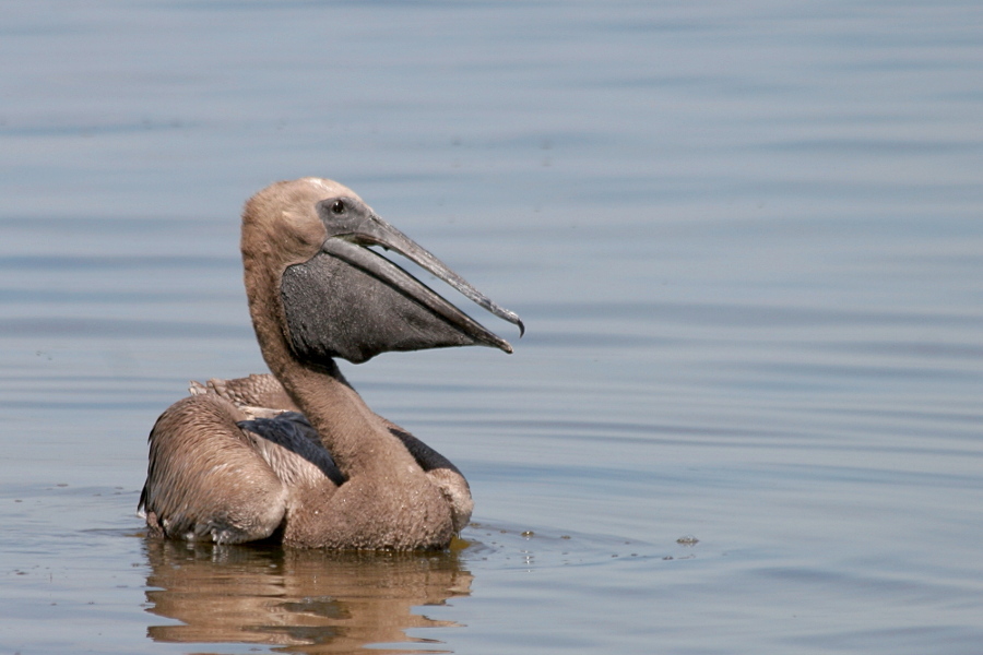 Пташеня пелікана рожевого Pelecanus onocrotalus (Pelecanidae) на острові Орлiв (Тендрівська затока, Чорноморський біосферний заповідник). Пташеня пелікана рожевого Pelecanus onocrotalus (Pelecanidae) на острові Орлiв (Тендрівська затока, Чорноморський біосферний заповідник).