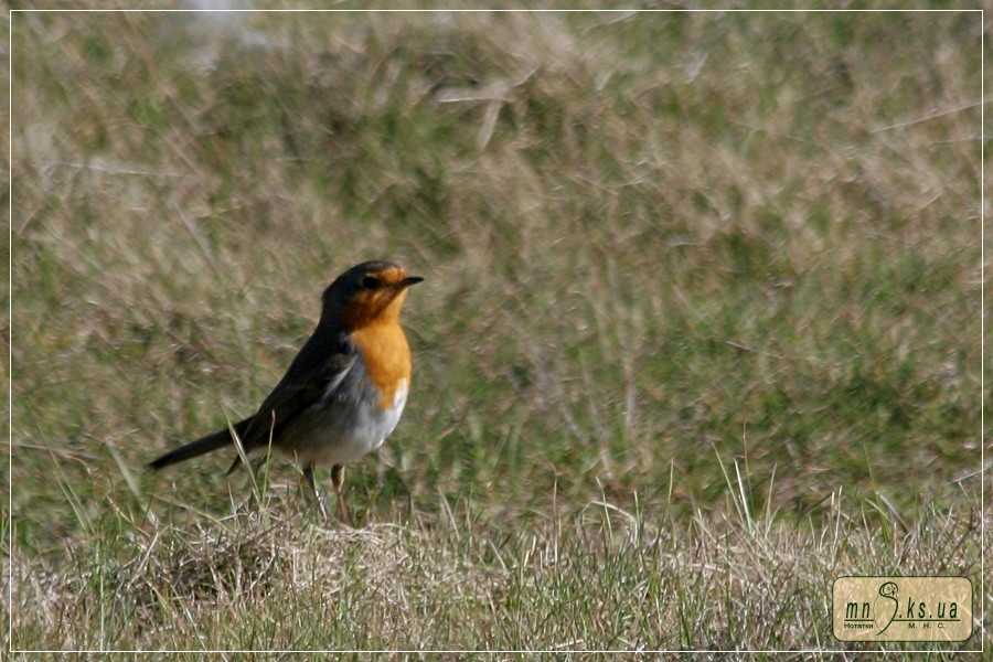І там кущиків немає... Вільшанка (Erithacus rubecula)