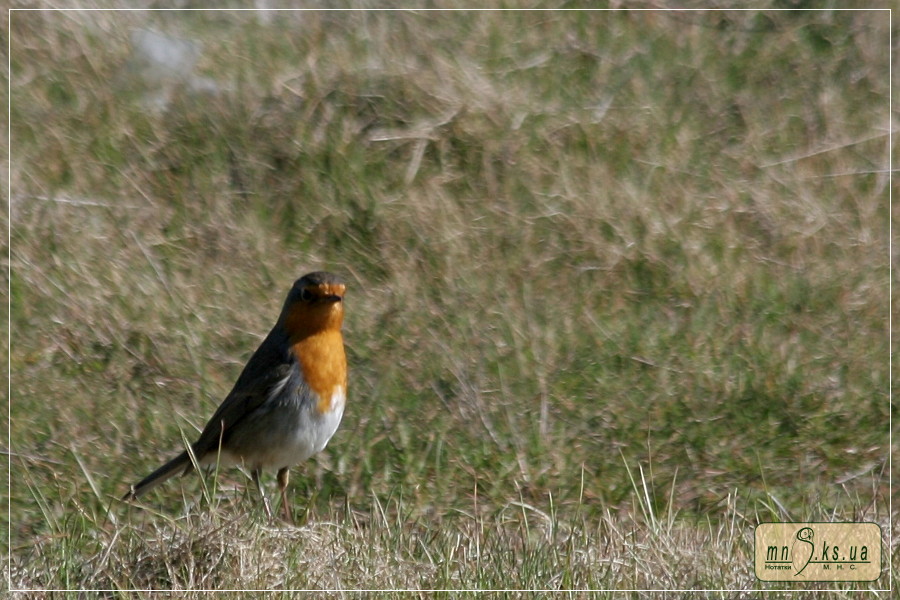 І тут ні кущика... Вільшанка (Erithacus rubecula)