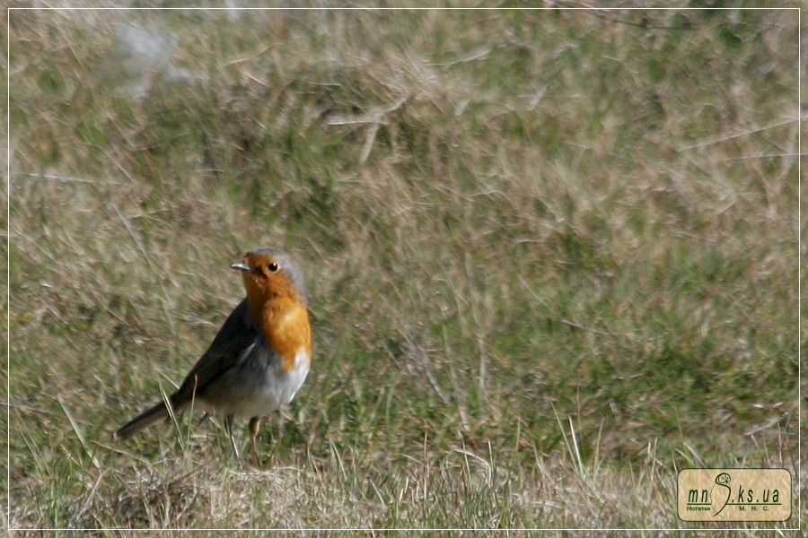 Та й там кущиків немає... Вільшанка (Erithacus rubecula)