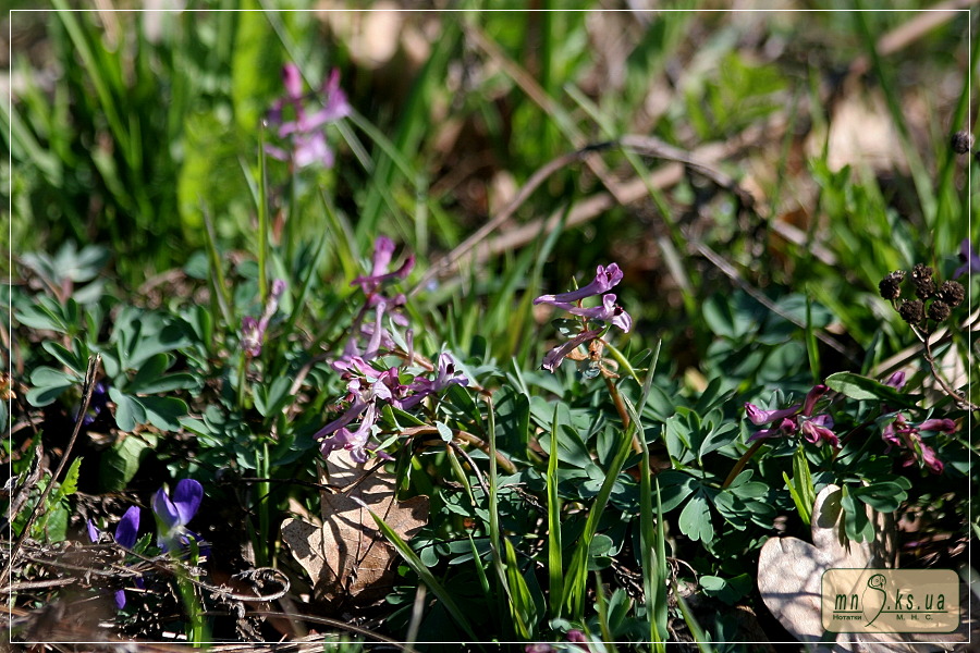 Цвіте ряст Пачоського Corydalis paczoskii Цвіте ряст Пачоського Corydalis paczoskii