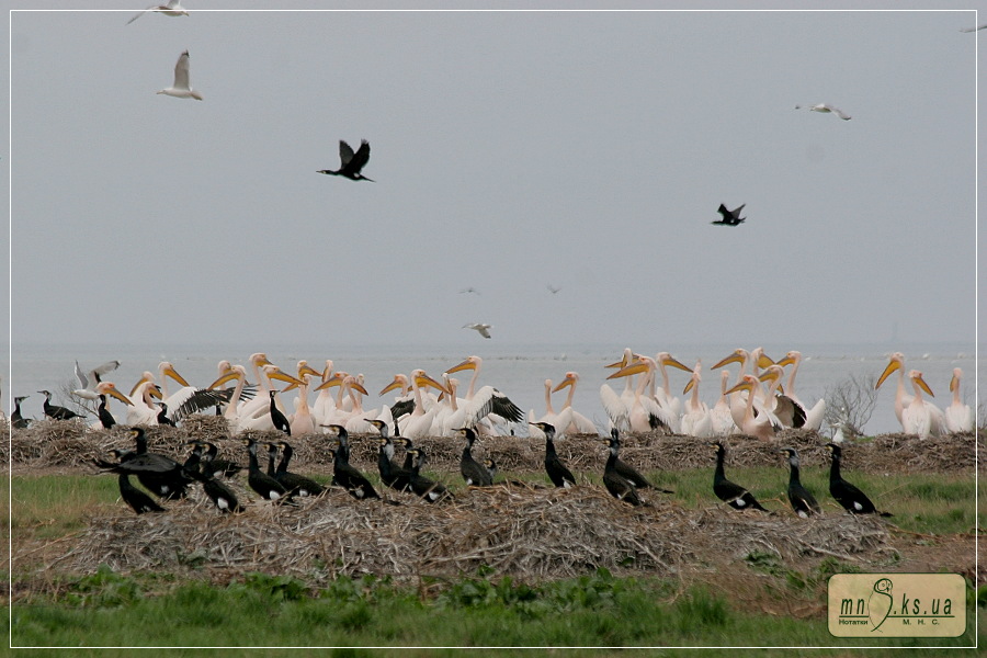 Рожеві пелікани (Pelecanus onocrotalus) на острові Орлов (Чорноморський біосферний заповідник, Тендрівська затока) Рожеві пелікани (Pelecanus onocrotalus) на острові Орлов (Чорноморський біосферний заповідник, Тендрівська затока)
