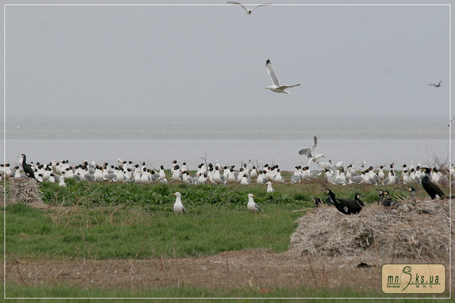 Мартини каспійські (Larus ichthyaetus) на острові Орлов (Чорноморський біосферний заповідник, Тендрівська затока) Мартини каспійські (Larus ichthyaetus) на острові Орлов (Чорноморський біосферний заповідник, Тендрівська затока)