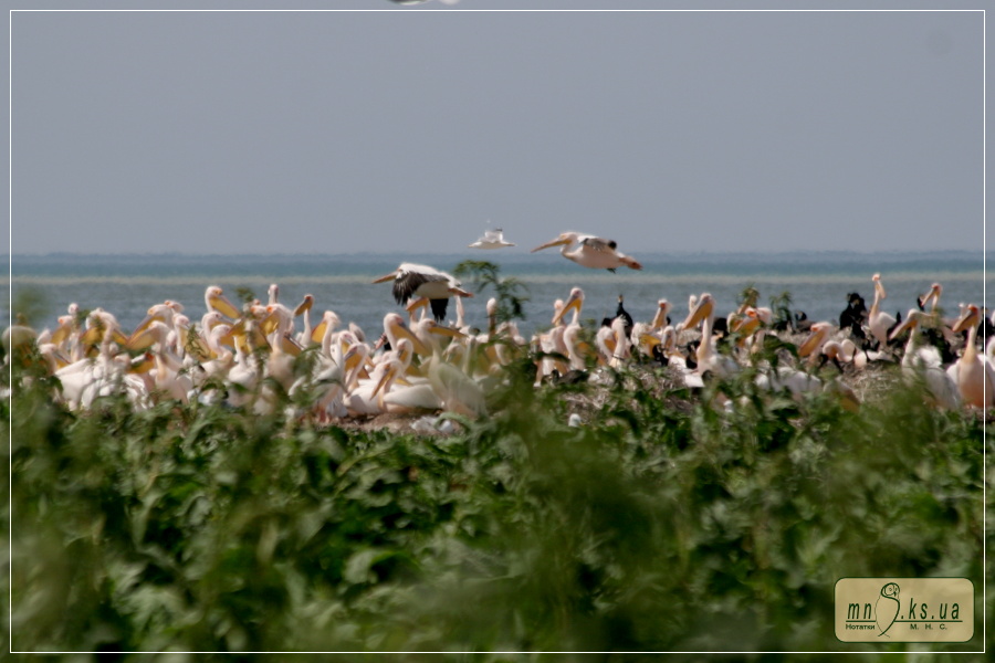 Пелікани рожеві Pelecanus onocrotalus на гніздуванні на острові Орлов (Тендрівська затока, Чорноморський біосферний заповідник) Пелікани рожеві Pelecanus onocrotalus на гніздуванні на острові Орлов (Тендрівська затока, Чорноморський біосферний заповідник)