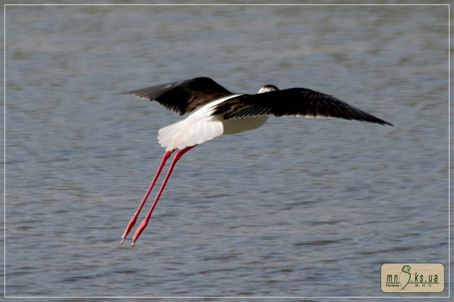 Кулик-довгоніг Himantopus himantopus в Чорноморському біосферному заповіднику Кулик-довгоніг Himantopus himantopus в Чорноморському біосферному заповіднику