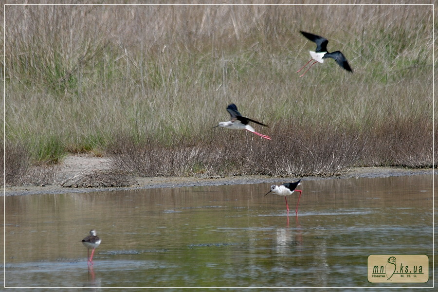 Кулик-довгоніг Himantopus himantopus в Чорноморському біосферному заповіднику Кулик-довгоніг Himantopus himantopus в Чорноморському біосферному заповіднику
