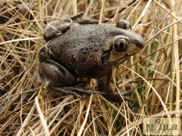 Часникова жаба (Pelobates fuscus) Часникова жаба (Pelobates fuscus)