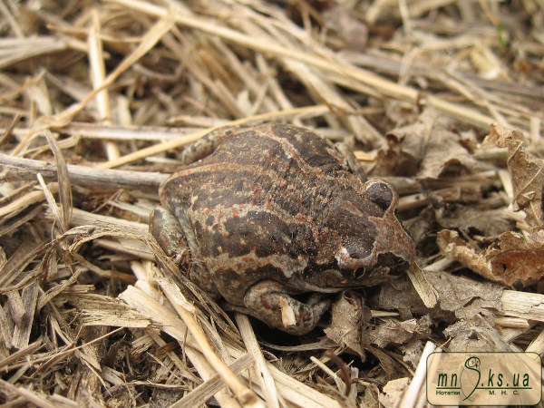Часникова жаба (Pelobates fuscus) Часникова жаба (Pelobates fuscus)