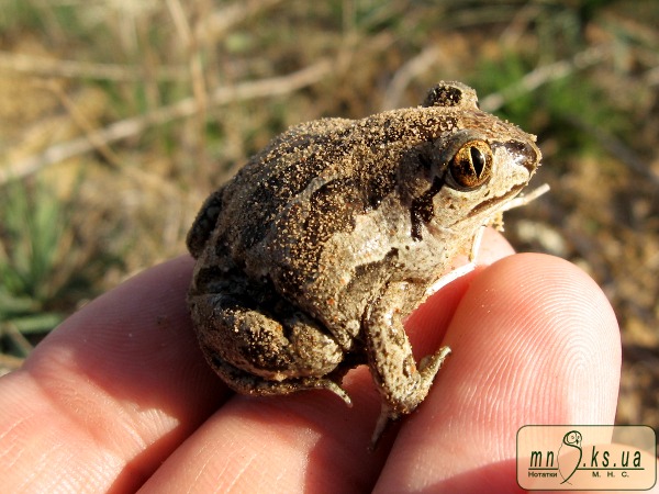 Часникова жаба (Pelobates fuscus) Часникова жаба (Pelobates fuscus)