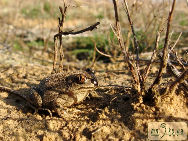Часникова жаба (Pelobates fuscus) Часникова жаба (Pelobates fuscus)