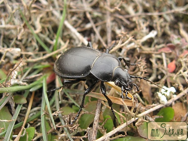 Фото рідкісного виду Carabus bessarabicus Carabus bessarabicus