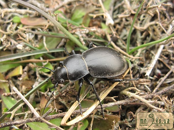 Фото рідкісного виду Carabus bessarabicus Carabus bessarabicus