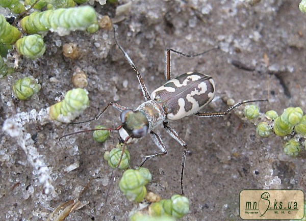 Cicindela (Cephalota) chiloleuca F.-W., 1820 Cicindela (Cephalota) chiloleuca F.-W., 1820