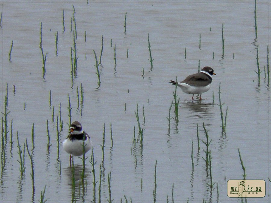Пісочник великий (Charadrius hiaticula) Пісочник великий (Charadrius hiaticula)