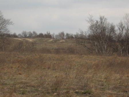 Мімікрія