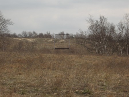 Мімікія