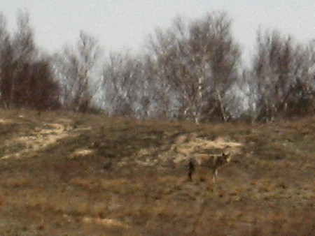 Вовк