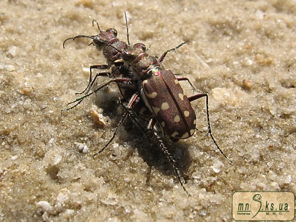 Cicindela (Lophuridia) littoralis nemoralis Oliver, 1790 Cicindela (Lophuridia) littoralis nemoralis Oliver, 1790