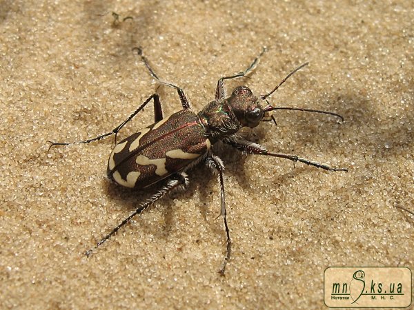 Cicindela (Cicindela) nordmanni Chaudoir, 1848 Cicindela (Cicindela) nordmanni Chaudoir, 1848