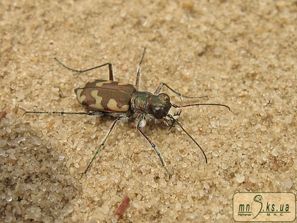 Cicindela (Cicindela) hybrida sahlbergi F.-W., 1824 Cicindela (Cicindela) hybrida sahlbergi F.-W., 1824