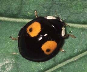 Harmonia axyridis conspicua