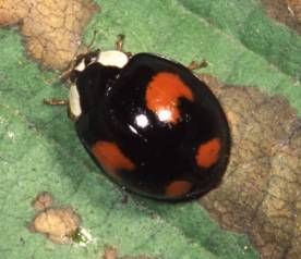 Harmonia axyridis spectabilis