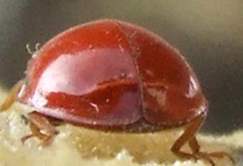 Harmonia axyridis