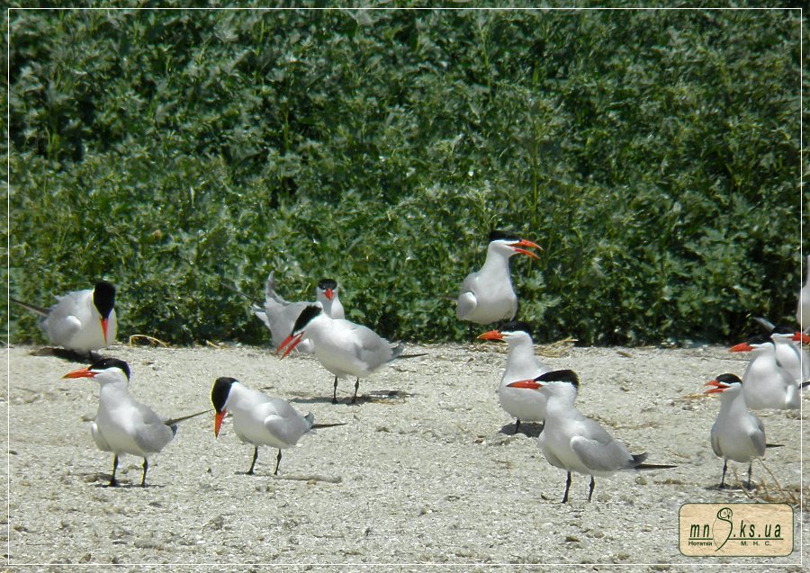 Крячок каспійський (Hydroprogne caspia) Крячок каспійський (Hydroprogne caspia)