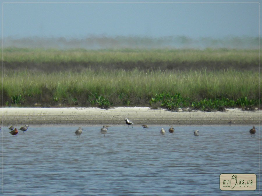 Грицик малий (Limosa lapponica) в Чорноморському біосферному заповіднику Грицик малий (Limosa lapponica) в Чорноморському біосферному заповіднику