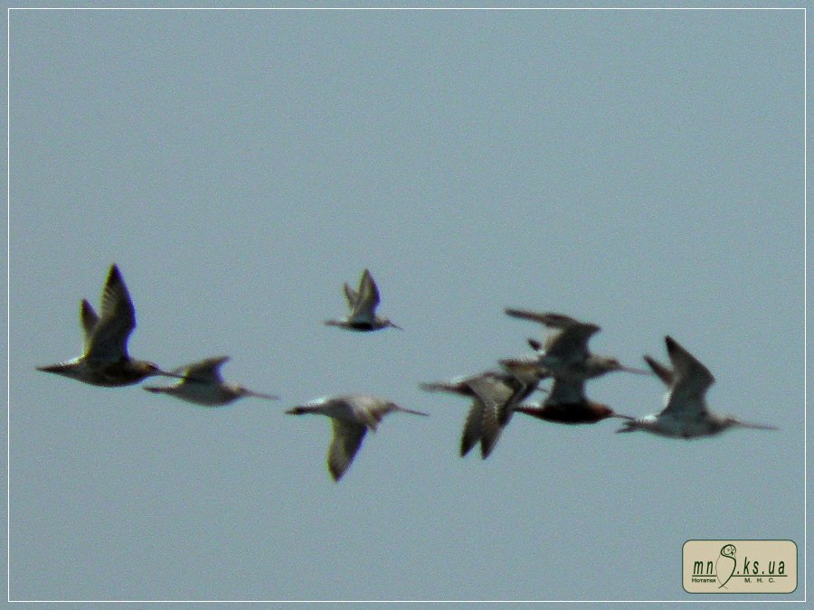 Грицик малий (Limosa lapponica) в Чорноморському біосферному заповіднику Грицик малий (Limosa lapponica) в Чорноморському біосферному заповіднику