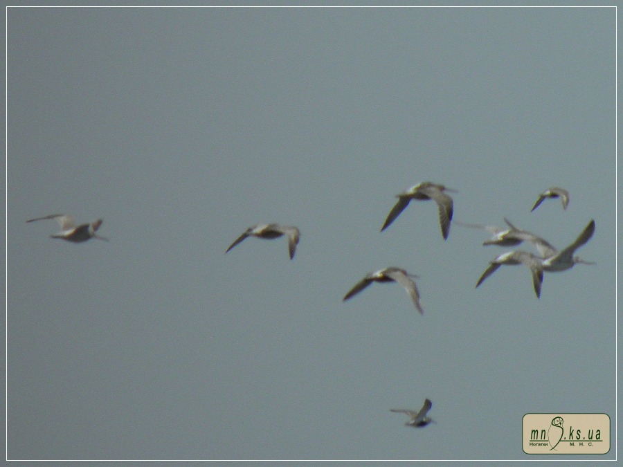 Грицик малий (Limosa lapponica) в Чорноморському біосферному заповіднику Грицик малий (Limosa lapponica) в Чорноморському біосферному заповіднику
