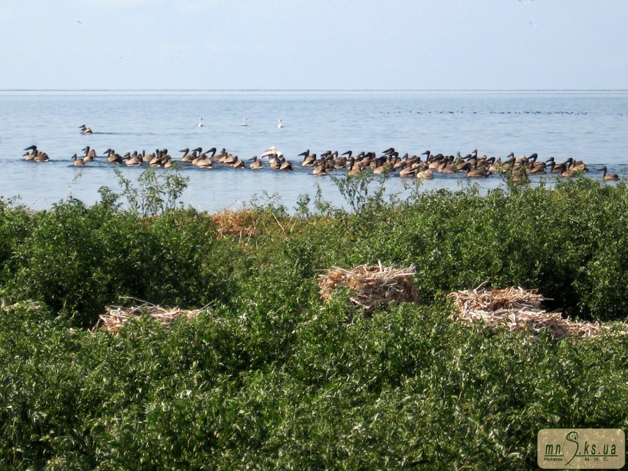 Пташенята рожевого пелікана, що вивелися на о. Орлов в Чорноморському біосферному заповіднику в 2011 р. Пташенята рожевого пелікана, що вивелися на о. Орлов в Чорноморському біосферному заповіднику в 2011 р.