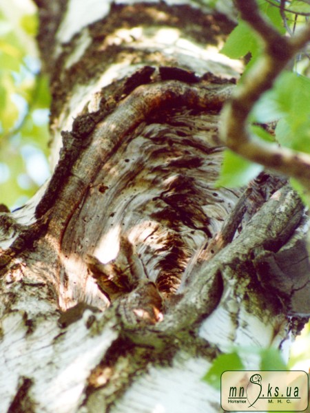 Совка (Otus scops)
