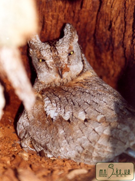 Совка (Otus scops)