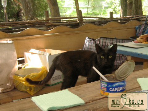 Орнітологи залишили кота голодним :)