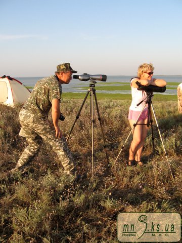 Облік птахів