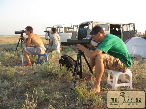 Облік птахів